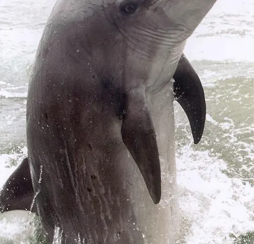 Radharc Na Mara Holiday Homes * Дингл